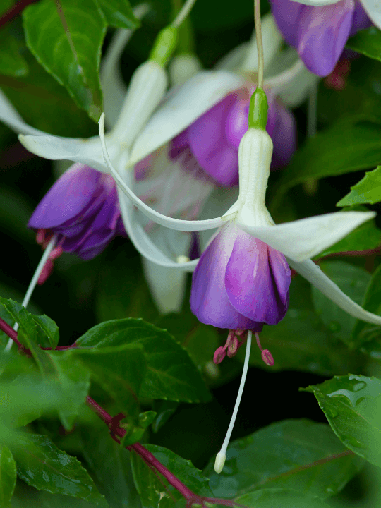 Fuchsia Delta Sarah